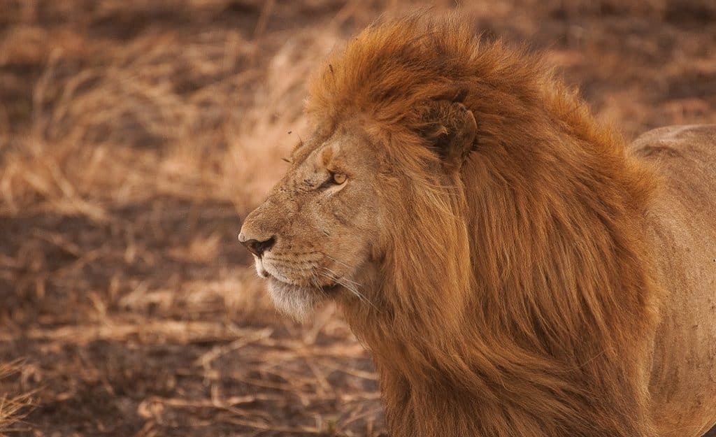 lion 1024x625 1 - ePlanet