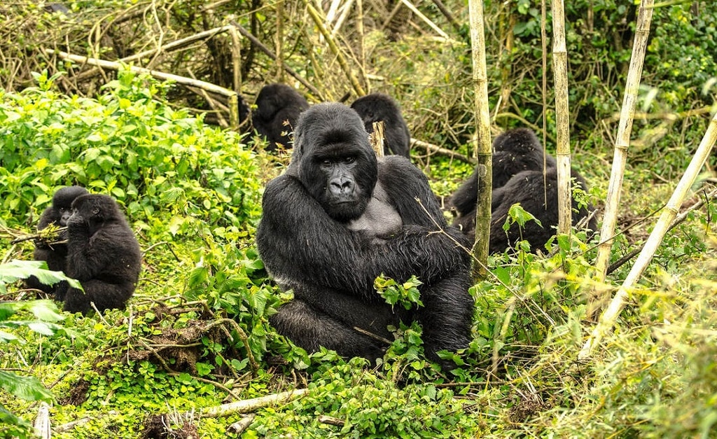 mountain gorilla - ePlanet